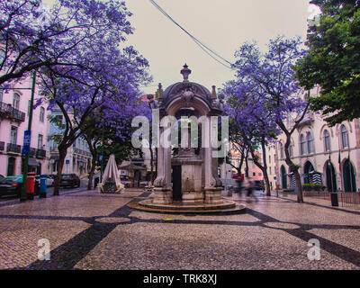 Jacaranda Bäumen und den Brunnen auf dem Platz Largo do Carmo, Lissabon Stockfoto