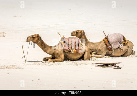 Kamele auf weißen Sand von Diani Beach, Kenia Stockfoto