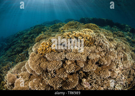 Gesund Hard Coral Reef, Acropora, Lissenung, New Ireland, Papua-Neuguinea Stockfoto