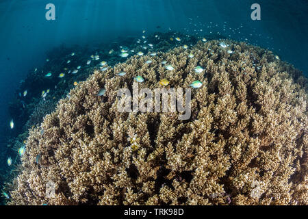 Gesund Hard Coral Reef, Acropora, Lissenung, New Ireland, Papua-Neuguinea Stockfoto