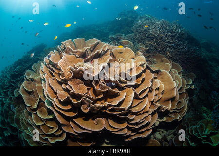 Gesund Hard Coral Reef, Turbinaria mesenterina, Lissenung, New Ireland, Papua-Neuguinea Stockfoto