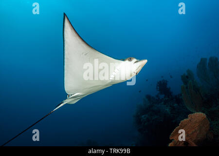 Eagle Ray, Aetobatus narinari, Lissenung, New Ireland, Papua-Neuguinea entdeckt Stockfoto