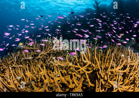 Über Geweihkorallen Bartletts Anthias, Pseudanthias bartlettorum, Lissenung, New Ireland, Papua-Neuguinea Stockfoto