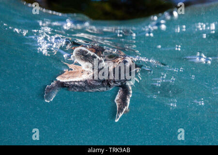 Hawksbill Schildkröte Hatchling" Paddel weg vom Ufer, Eretmochelys imbricata, Lissenung, New Ireland, Papua-Neuguinea Stockfoto