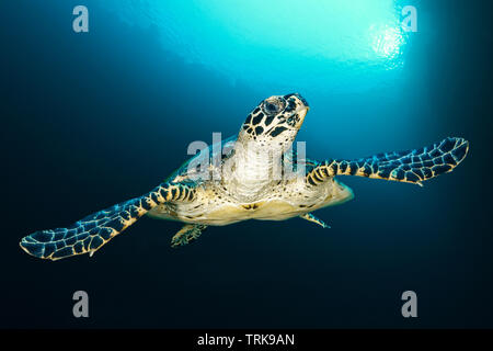 Hawksbill Sea Turtle, Eretmochelys imbricata, Lissenung, New Ireland, Papua-Neuguinea Stockfoto