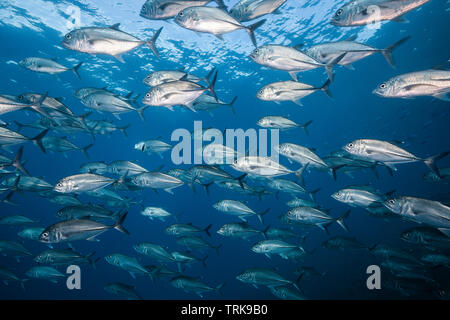 Schwarm von Großaugenthun Trevally, Caranx sexfasciatus, Lissenung, New Ireland, Papua-Neuguinea Stockfoto