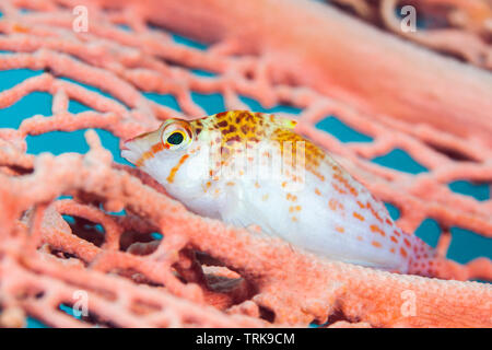 Zwerg Fischfreundschaften Cirrhitichthys falco, Lissenung, New Ireland, Papua-Neuguinea Stockfoto