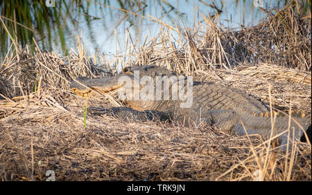 Alligator die Sonne Stockfoto