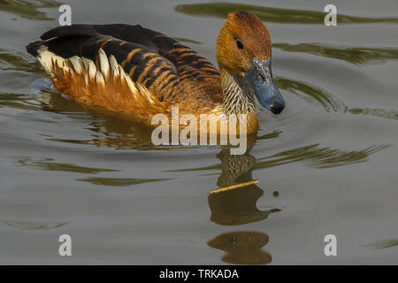 Fulvous Pfeifen Ente in Slimbridge Stockfoto