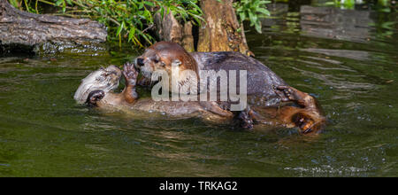 Northern Fischotter in Slimbridge Stockfoto