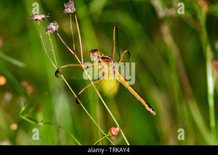 Needham Skimmer Stockfoto