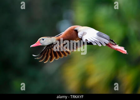 Schwarz-bellied Pfeifen - Ente im Flug. Stockfoto