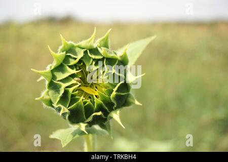 Nahaufnahme einer Knospe einer Sonnenblume mit Bug auf es mit bokeh Hintergrund. Stockfoto