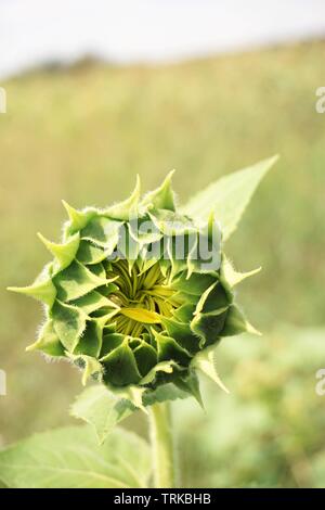 Nahaufnahme einer Knospe einer Sonnenblume mit Bug auf es mit bokeh Hintergrund. Stockfoto