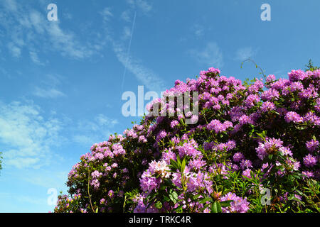 Lila/violett Rhododendron in der Nähe von Hever, Kent, England, im Juni gegen einen blauen Himmel mit Cirrus cloud und Vapor Trail. Anblick von Neverworld Festival Stockfoto