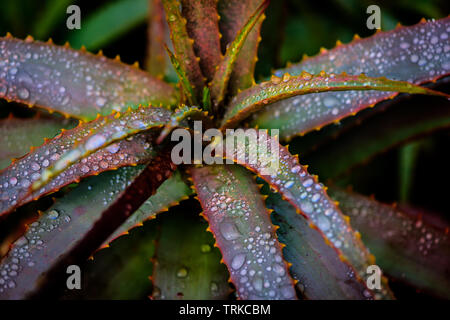 Die saftigen Die Krantz Aloe. Eine endemische Aloe in Südafrika hat sowohl atemberaubende Flora und medizinische Anwendungen Fänge am frühen Morgen Tau Stockfoto