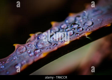 Die saftigen Die Krantz Aloe. Eine endemische Aloe in Südafrika hat sowohl atemberaubende Flora und medizinische Anwendungen Fänge am frühen Morgen Tau Stockfoto