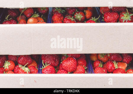 Ein frisches Erntegut von reifen roten Erdbeeren liegt in einem Karton. Vitamine gesunde Ernährung Ernährung Vitamine Stockfoto