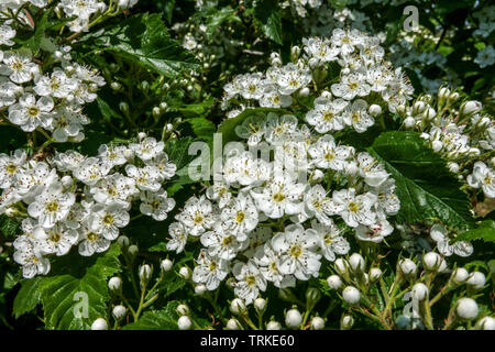 Pear Weißdorn, Crataegus calpodendron Blumen Stockfoto