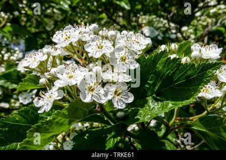 Pear Weißdorn, Crataegus calpodendron Blumen Stockfoto