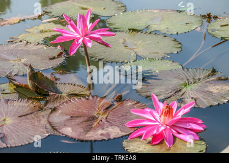 Red lotus Blüten mit grünen und braunen Blätter auf dem Wasser Stockfoto