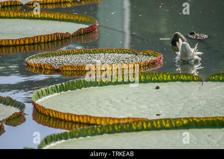 Schwimmen Blätter von Giant waterlily Stockfoto