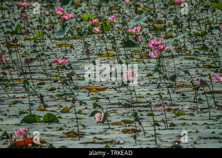 Ein Bereich der roten Lotus Blüte mit grünen Blättern auf dem Wasser Stockfoto