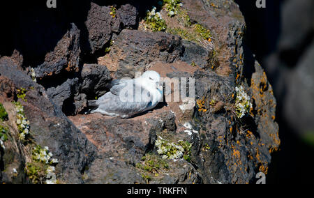 Eissturmvogel [Fulmarus glacialis] - Island Stockfoto