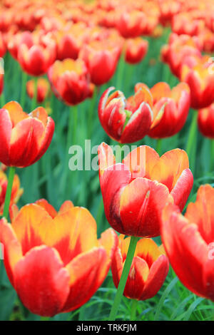 Tulpe Blume Feld Perspektive der Outdoor flower bed im City Park/Tulpen auf Natur Nähe zu sehen. Stockfoto