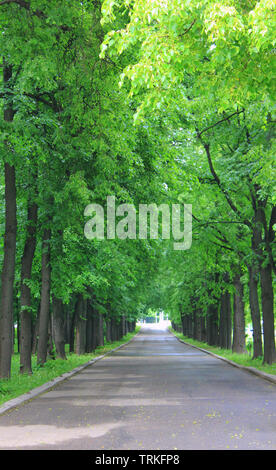 Natur Frühling Park Road mit grünen Tunnel, umgeben von Bäumen. Malerische Ansicht mit alleywau gehen durch den Wald und kein Volk Stockfoto