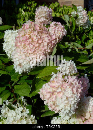 Hydrangea paniculata 'Pink Diamond' Strauch in Blume, Großbritannien Stockfoto