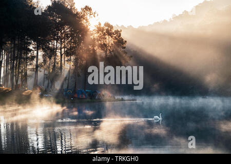 Sonnenaufgang auf dem Pinienwald mit Nebel und weißen Schwan im Behälter bei Pang Oung, Mae Hong Son, Thailand Stockfoto