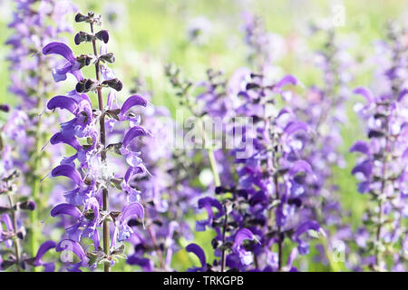 Nahaufnahme der spontanen Feder lila und violett wilde Lupinen Blumen in einem bunten ländlichen Bereich. Natur Hintergrund, Weichzeichner und Unschärfe Stockfoto