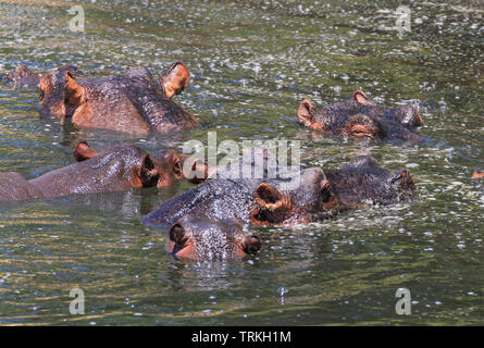 Fünf Nilpferd, Hippopotamus amphibius, Hippo über Wasser Mara Fluss, Masai Mara Reserve, Kenia, Afrika. Nilpferde schwarze Haare auf den Ohren Stockfoto