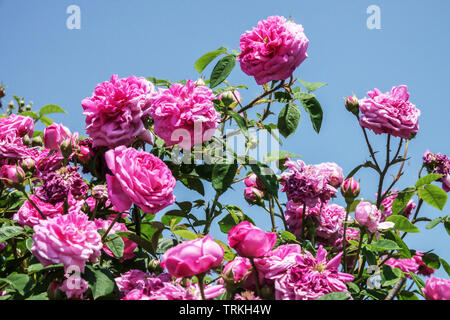 Rosa Centifolia Kohl Rose Stockfoto