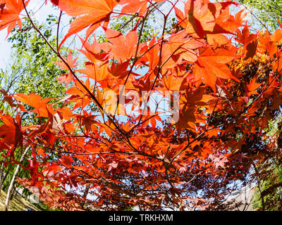 Japanischer Ahorn Baum. Rote Blätter der Ahorn Leuchten in den Strahlen der Sonne. Fisheye Bild Stockfoto