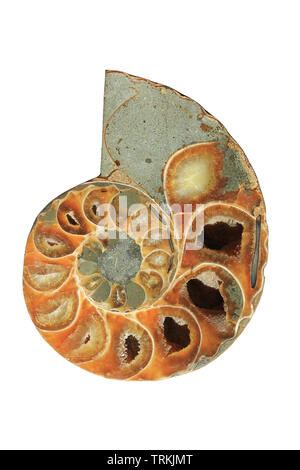 Ammonit Fossil - Madagaskar Stockfoto