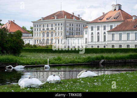 Mai 2019. Höckerschwäne versammelt sich vor der Schloss Nymphenburg in München, Deutschland Stockfoto