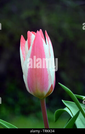 Eine einzige Geschlossen Red & White Tulip' Zar Peter' in einem englischen Country Garden, England, UK. Stockfoto