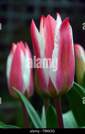 Geschlossen Red & White Tulip' Zar Peter' in einem englischen Country Garden, England, UK. Stockfoto