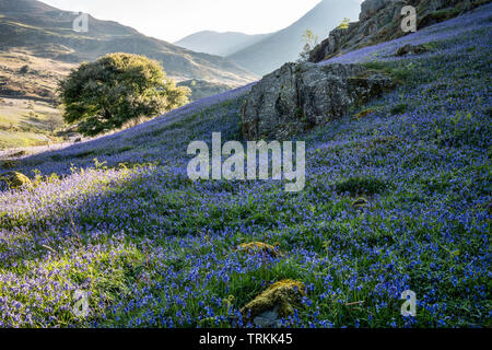 Erstes Licht auf einem Feld von bluebells an Rannerdale Knotts, Nationalpark Lake District, Cumbria, England, Großbritannien Stockfoto