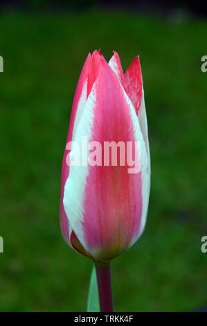 Eine einzige Geschlossen Red & White Tulip' Zar Peter' in einem englischen Country Garden, England, UK. Stockfoto