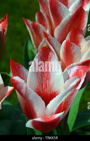 Rot-weiße Tulpen "Zar Peter' in eine englische Grenze gewachsen. Stockfoto