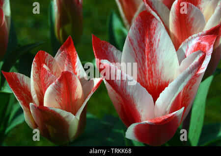 Rot-weiße Tulpen "Zar Peter' in eine englische Grenze gewachsen. Stockfoto