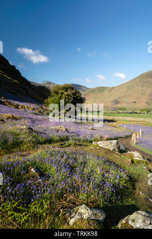 Erstes Licht auf einem Feld von bluebells an Rannerdale Knotts mit Crummock Water im Hintergrund, Nationalpark Lake District, Cumbria, England, Großbritannien Stockfoto