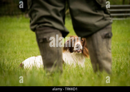 English Springer Spaniel hund liegend in einem Feld von seinen Besitzern Gummistiefel Stockfoto