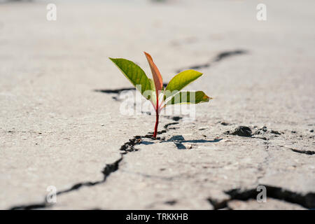 Konzept der Business durchbrechen Stockfoto