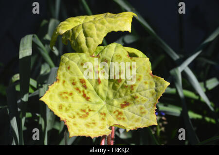 Die Podophyllum versipelle Töpfchen Dotty" Blätter in der Sonne in einem Englischen Garten, England, UK gewachsen. Stockfoto