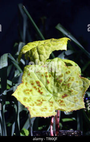 Die Podophyllum versipelle Töpfchen Dotty" Blätter in der Sonne in einem Englischen Garten, England, UK gewachsen. Stockfoto