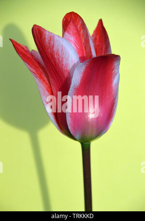 Eine einzige Red & White Tulip' Zar Peter' auf gelben Hintergrund mit Schatten. Stockfoto